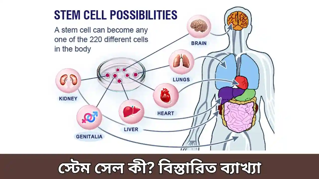স্টেম সেল কী বিস্তারিত ব্যাখ্যা